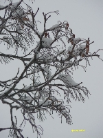 Pocz�tek grudnia 5