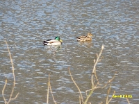 Kwiecie� - kacza para