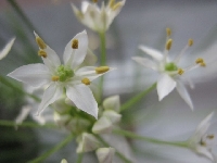 Kwitn� i czeg� wi�cej mi trzeba