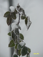 Pocz�tek grudnia 4