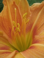 Lilia jest prosta w spos�b wyrafinowany