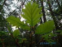 Wiosna w jurajskim lesie