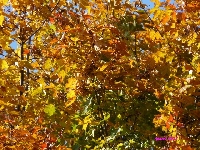 Barwy jesieni 1