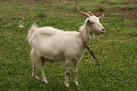 kozucha k�amczucha