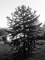 Samotna w Parku Victoria