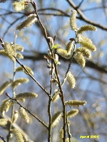 Kwiecie� - symbole wiosny