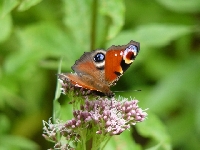 Wierchomla - Rusa�ka Pawik