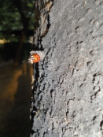 Ryszard Pelczar,, Zbli�enia