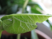 Niecierpliwie czekaj�c na wiosn�