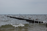 By� wolnym jak ptak