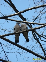 Kwiecie� - zakochani s� w�r�d na