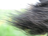 Uciekaj�ce psie futro