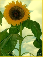 najpromienniejszy kwiat jaki zna