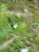 Delikatno�� wiatrem szargana