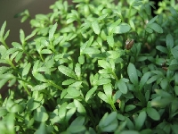 Rze�ucha w s�o�cu