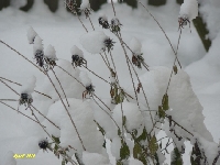 Pocz�tek grudnia 1