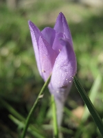 Czy�by ju� przysz�a wiosna?