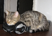 Kot naczelnego  : ) Tygrysek 