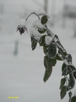 Pocz�tek grudnia 3