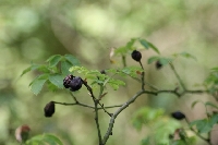 �mier� na tle �ycia