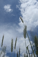 Zas�ucha� si� natur�