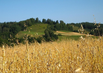 News Stulecie Winnych: sezon 4 - co wydarzy si� w 42 i 43 odcinku serialu na TVP 1?