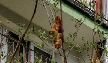 News Lagun – o gro�nym stworze pisze nawet Stephen King