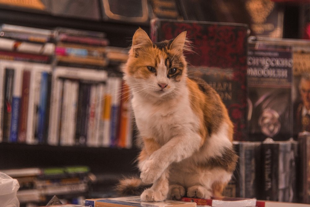 Koty i książki