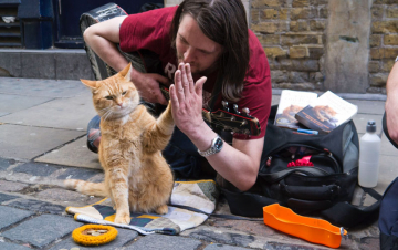 News Zmar� kot Bob, bohater ksi��ki Jamesa Bowena