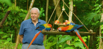News David Attenborough: �ycie w kolorze – serial dokumentalno - przyrodniczy trafi� na Netflix