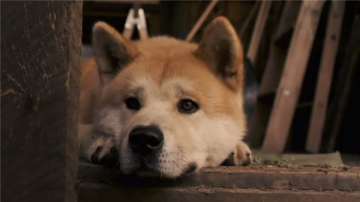 News Mj przyjaciel Hachiko – Wyjtkowa przyja profesora oraz akity!