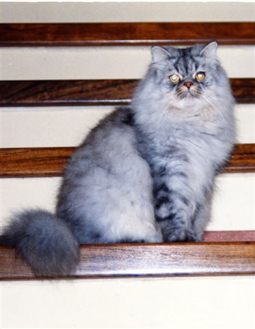 Okadka publicystyki - Kot Michaela Gregorio - wywiad z tajemniczym autorem