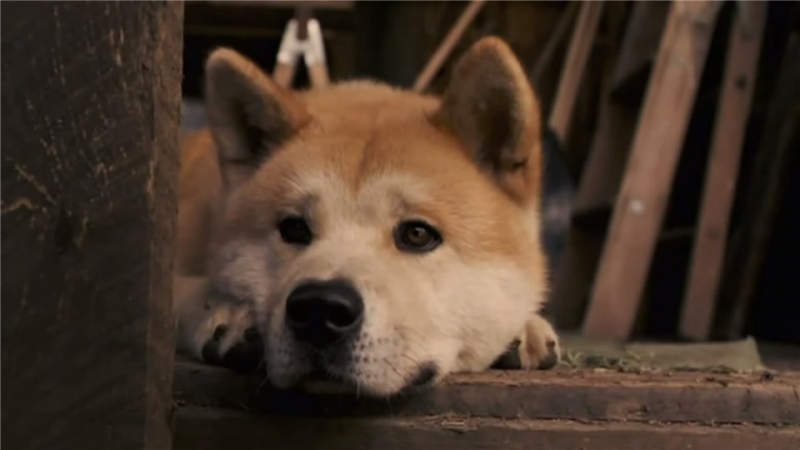 Obrazek w treści M&oacute;j przyjaciel Hachiko &ndash; Wyjątkowa przyjaźń profesora oraz akity! [jpg]