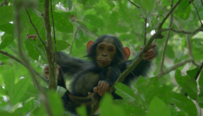 Obrazek w treści Imperium szympansów - miniserial dokumentalno-przyrodniczy w świecie szympansów zadebiutował na Netflix  [jpg]