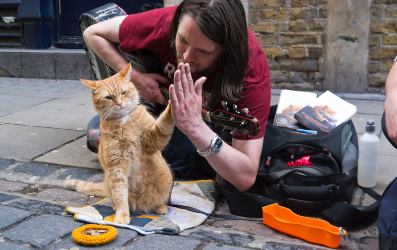 Obrazek w treści Zmarł kot Bob, bohater książki Jamesa Bowena [jpg]