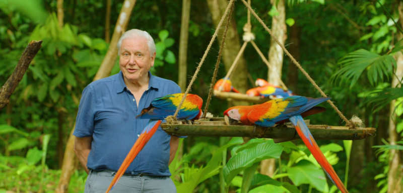 Obrazek w treści David Attenborough: Życie w kolorze &ndash; serial dokumentalno - przyrodniczy trafił na Netflix [jpg]