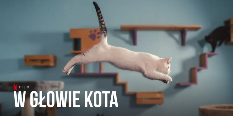 Obrazek w treści "W głowie kota" - uroczy dokument o równie uroczych zwierzętach już na Netflix  [jpg]